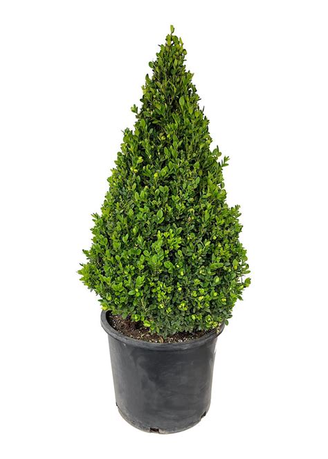 Buxus Sempervirens Cone Topiary 48-54" – Fanelli's Landscape Supply