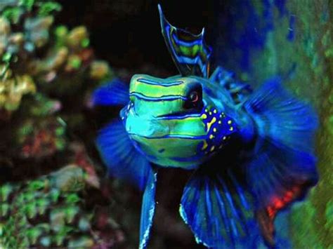 Exotic saltwater fish | Fish tanks | Pinterest