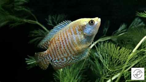 Ideal Tank Size For Dwarf Gouramis [Is It 5, 10, Or 20-Gallon?]