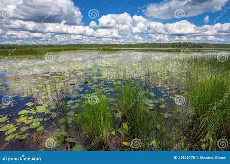 Summer s lake scenery stock photo. Image of view, leisure - 30905778