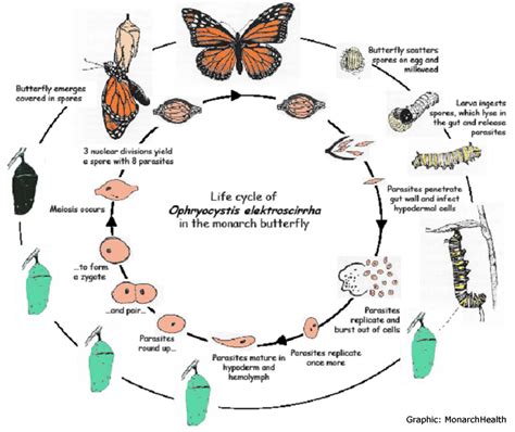 The Monarch and OE Life Cycles : Biological Science Picture Directory ...