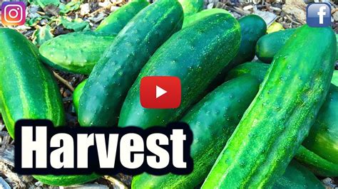 When to Harvest Cucumbers