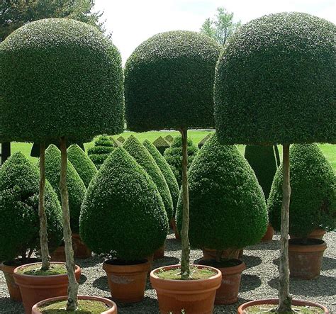 Green Garden Topiary