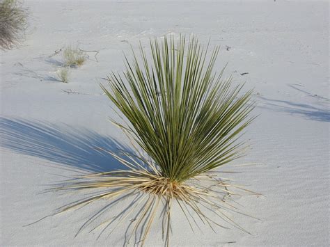 Desert Grass White Sands Plant - Free photo on Pixabay - Pixabay