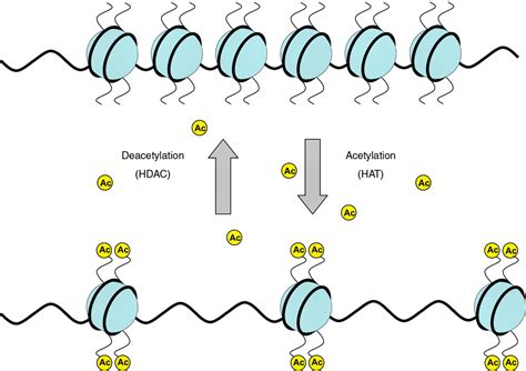 cellways: Take two HDAC inhibitors and call me in the morning