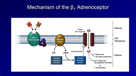 Antiarrhythmics (Lesson 3 - Beta Blockers) - YouTube