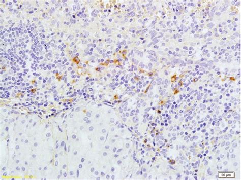 Caspase-3 Antibody (BS-0081R)