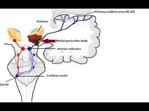 Top 10 information about medial geniculate body - YouTube