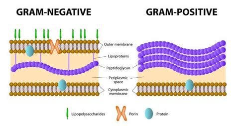 Gram positive vs gram negative cell walls - rogueinriko