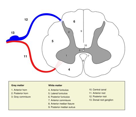 Anterior horn (spinal cord) - wikidoc