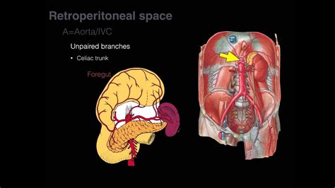 Retroperitoneal space and Retroperitoneal organs - YouTube