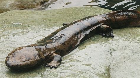 The chinese Giant Salamander can grow... • Facts Zone