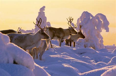 Lapland in Winter - Most Wonderful Time of Year | Visit Finnish Lapland