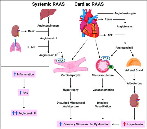 Renin-angiotensin-aldosterone system (RAAS) in CMD. The RAAS is ...