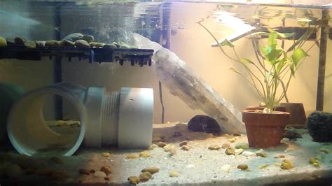 My 3-Stripe Mud Turtle tank setup - YouTube