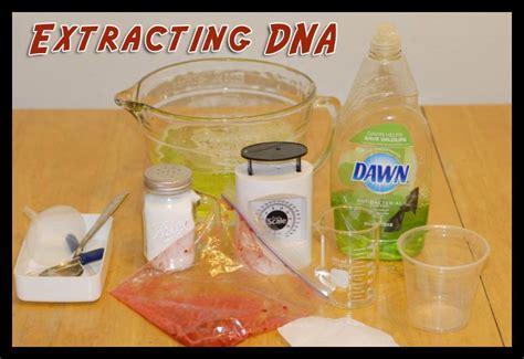 Science Experiment: Extracting DNA from Strawberries – Guest Hollow