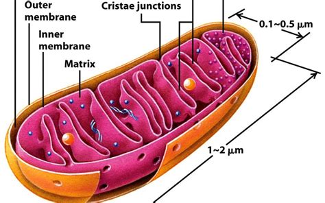 The Relationship Between Cannabidiol (CBD Oil) and the Mitochondria