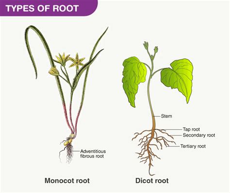 Tap Root Diagram with Types and Examples