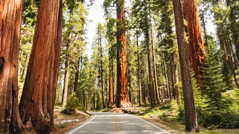 Redwood National and State Parks Guide: The Best Tree-Lined Hikes ...