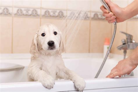 Enjoy These 17 Puppies Having A Bath - Dog Blog