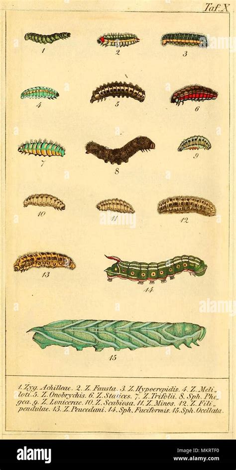 vintage art chart of various caterpillar species Stock Photo - Alamy