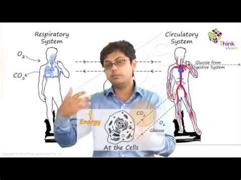 Respiration - Types and Process of Cellular Respiration in Humans