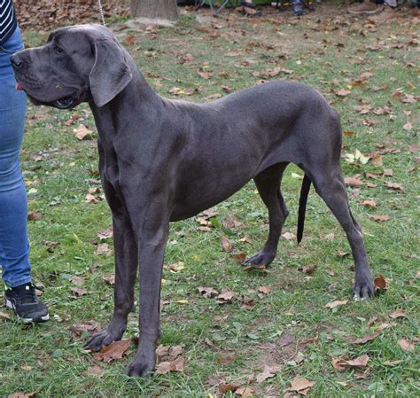 Great Dane Information & Dog Breed Facts | Dogell.com