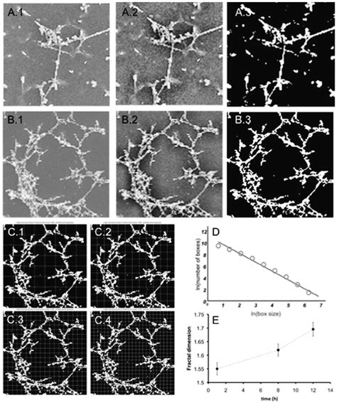 Calculation of the fractal dimension (Hausdorff estimate). (A, B) Image ...