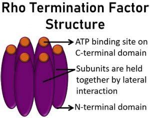 What is Rho Protein? Definition, Rho Dependent and Independent ...