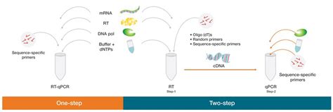 Rt Pcr Principle