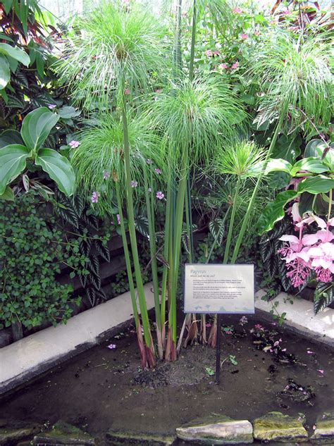 Dwarf Papyrus - Glover Nursery