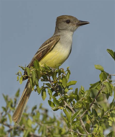 Brown-crested Flycatcher | San Diego Bird Spot