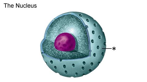 Nuclear Envelope - The Eukaryotic Cell