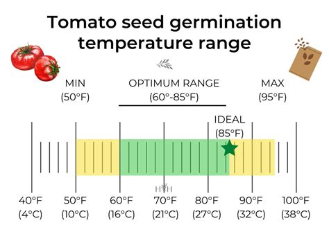 Tomato seed germination 🍅 🌱 Unlocking seedling growth potential