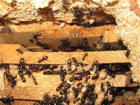 Carpenter Ant Nests - Pest-Help.com