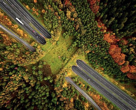 10 of the Coolest Wildlife Crossings on the Planet - BrightVibes