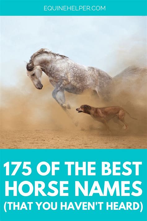 Best Horse Names | Best horse names, Horse names, Horse show names