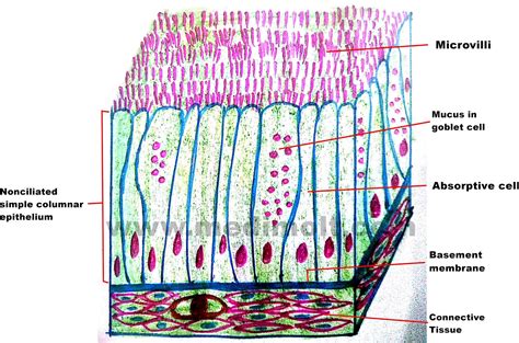 Simple Columnar Epithelium Basement Membrane Description