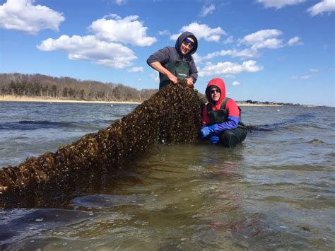 Study Points to Kelp Farming Opportunities on Long Island | SoMAS