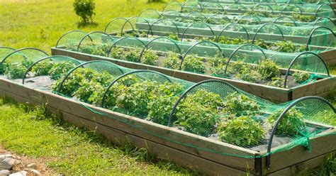 Plant Protection 101: A Guide to Efficient Garden Netting