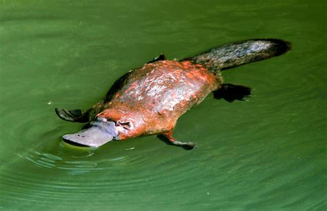 Large dams are significant barriers to platypus survival - Earth.com