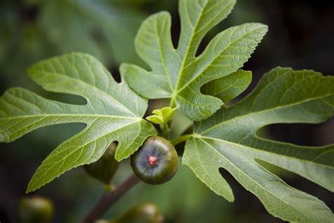 The When and How on Pruning Fig Trees | Dwarf fruit trees, Flowering ...