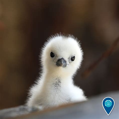 NOAA's Office of National Marine Sanctuaries — A fairy is among us! A ...