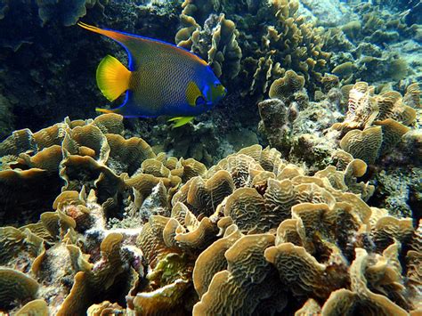 Snorkeling in The West Bay, Roatan, Honduras - UponArriving