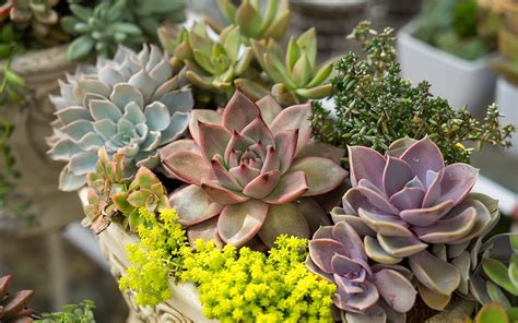 Cacti & Succulent Care Tips | Top 10 Succulents for Your Home