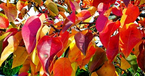 Leaves Autumn Colorful Pear - Free photo on Pixabay - Pixabay