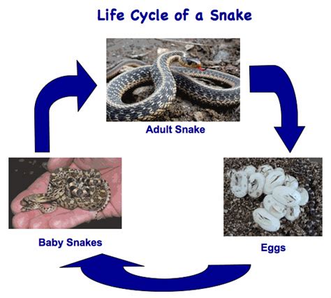 illustration of reptile life cycle | Snakes | Life cycles, Cycle for ...