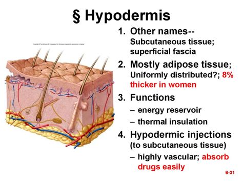 Subcutaneous Layer Hypodermis