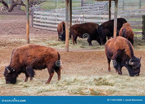 The Great Plains Zoo in Sioux Falls, South Dakota is a Family Fr ...