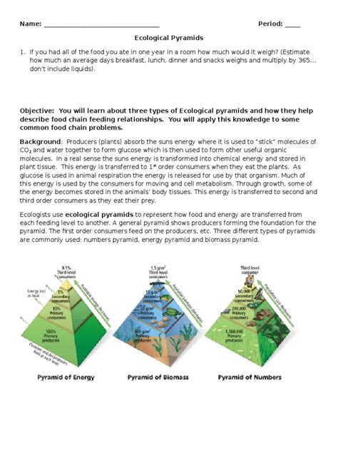 Ecological Pyramids Worksheet | PDF | Ecology | Eating